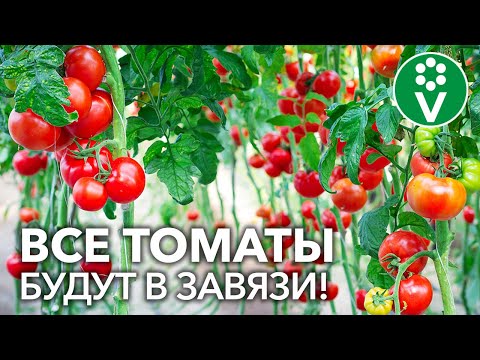 Видео: ВСЕ ПОМИДОРЫ ЗАВЯЖУТСЯ БЕЗ ПОДКОРМОК И ОБРАБОТОК! Маленькая хитрость для увеличения урожайности