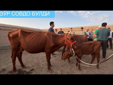 Видео: ОНА БОЛА СИГИРЛАР НАРХИ ГУРЛАН МОЛ БОЗОРИ