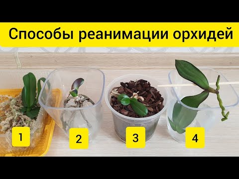 Видео: Способы реанимации орхидей без корней или листьев || Орхидеи над водой || Тепличка для орхидей