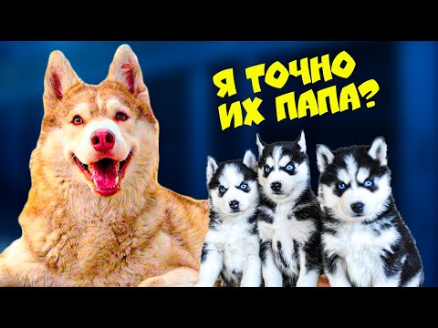 Видео: Я в третий раз стану ПАПОЙ!! (Хаски Бублик) Говорящая собака