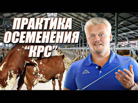 Видео: Осеменение коров. Просто о сложном