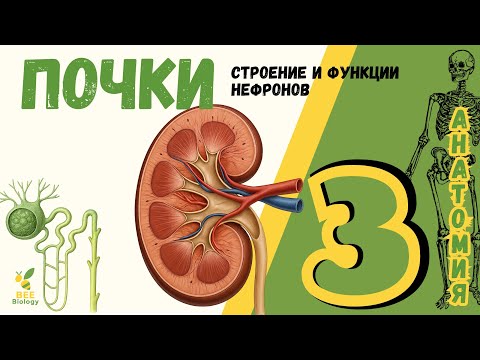 Видео: Система выделения • ПОЧКИ • НЕФРОН •
