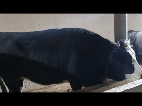 Видео: Чорво ТВ в прямом эфире! ТАРЗИ АВКОД ДОДАНИ МОЛХОЕИ БАХРИ ШУМО ДУСТОНИ АЗИЗ ТЕЛ 905 09 06 09