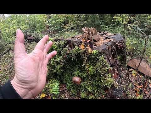 Видео: НЕторкані ГРИБИ Чорного лісу! Заблукали?..Зайшли далеко!