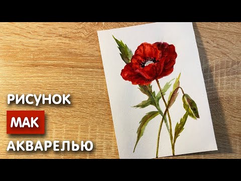 Видео: Как нарисовать мак карандашом и акварелью начинающим | Рисунок для детей
