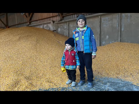 Видео: Сушіння кукурудзи🌽. Пічне паливо чи пелета. Наша економіка сушіння 🇺🇦