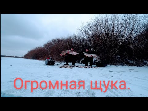Видео: Огромная щука! первый лёд продолжается.