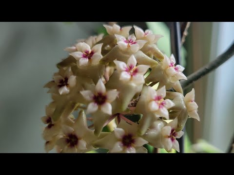 Видео: Amazing  Hoya Wiberguae (Вибергия). уход и цветение.