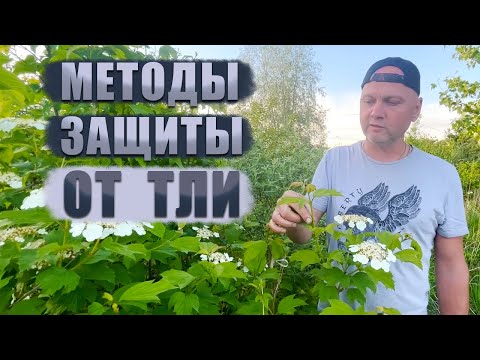 Видео: Методы защиты от тли