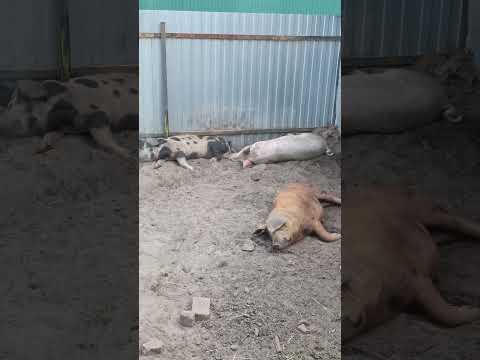 Видео: Отдыхают)))