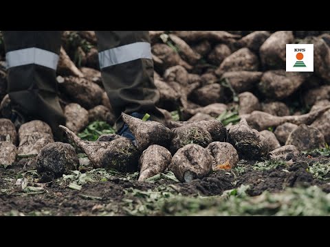 Видео: Методика определения потерь при уборке сахарной свёклы