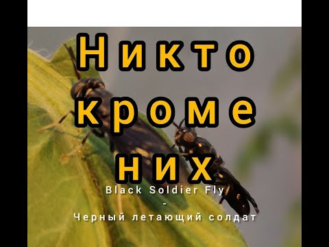 Видео: переработка СВЕЖЕГО куриного ПОМЕТА за 15 ДНЕЙ  processing of FRESH chicken MANURE in 15 DAYS