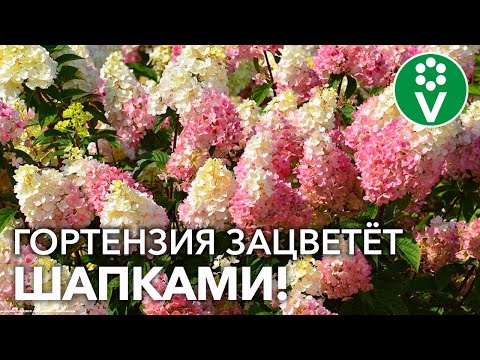 Видео: ВСЕ СЕКРЕТЫ ВЫРАЩИВАНИЯ ГОРТЕНЗИИ ОТ ПОСАДКИ ДО ЦВЕТЕНИЯ!