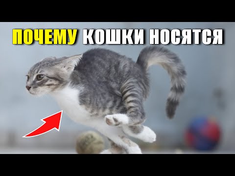 Видео: Кошачьи безумные забеги: что скрывается за этим поведением?