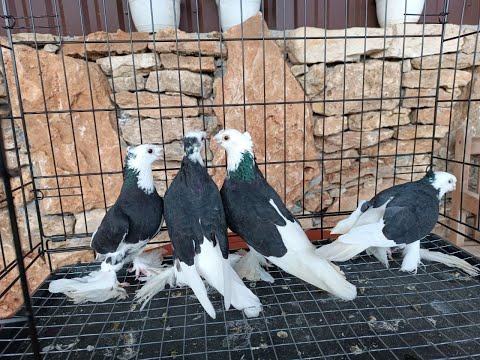Видео: Форум часть 2. Мангуп Кале Бахчисарайский район.