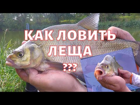 Видео: КАК ЛОВИТЬ ЛЕЩА??? ЛОВЛЯ НА ТЕЧЕНИИ. ПЛОСКИЙ ПОПЛАВОК