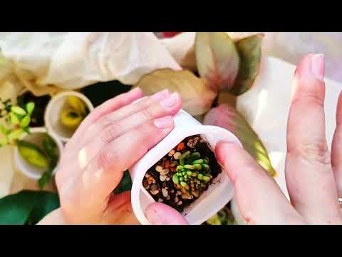 Видео: Обзор новых растений 🌿 #ficus #caladium #calathea #succulent #plants #garden #urbanjungle #nature