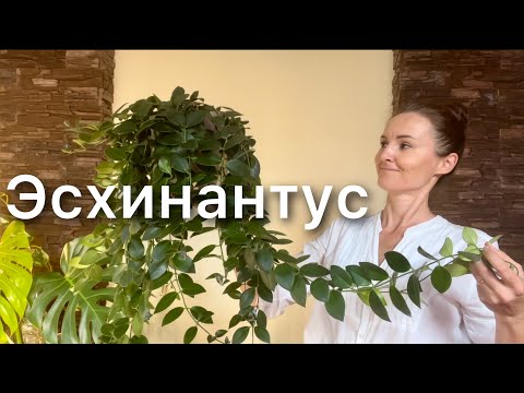 Видео: Пересадка С РЕЗУЛЬТАТОМ Выращивание в минеральном грунте НА ФИТИЛЕ