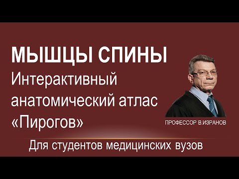 Видео: Мышцы спины. Интерактивный атлас "Пирогов"