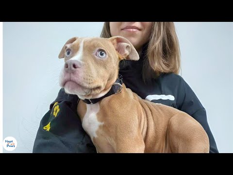 Видео: Заброшенный в картонной коробке — пока одна женщина не изменила всё