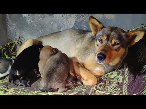 Видео: Человек строит большой дом для щенков, родившихся на его кровати, и полностью обновляет двор