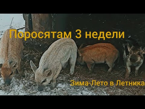 Видео: ЗИМНЕЕ СОДЕРЖАНИЕ ПОРОСЯТ. ВЕНГЕРСКАЯ МАНГАЛИЦА.