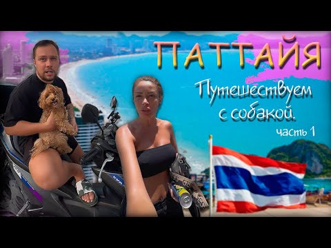 Видео: ПАТТАЙЯ 2025 (ПУТЕШЕСТВУЕМ С СОБАКОЙ)