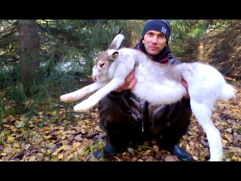 Видео: Рябчик, заяц, старый ИЖ-54