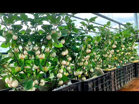 Видео: Не надо огорода, Выращивание баклажанов дома и случилось непредвиденное