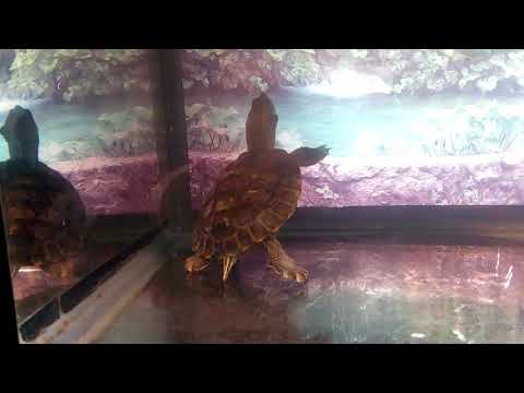 Видео: Красноухая черепаха не умеет плавать.