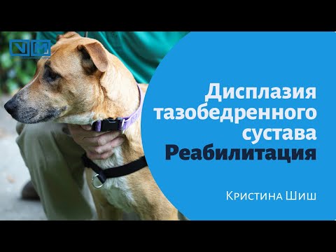 Видео: Дисплазия тазобедренного сустава. Реабилитация