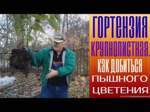 Видео: Гортензия крупнолистная  Как добиться пышного цветения