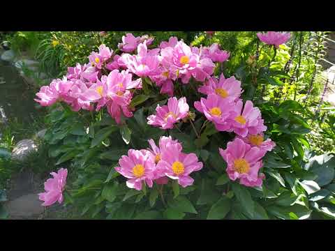 Видео: Сад в июне. Начало цветения пионов и роз.