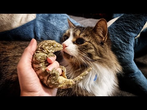 Видео: Распаковка нового питомца для Мурлока: Сыр с Плесенью. Гигантские бананоеды Rhacodactylus leachianus