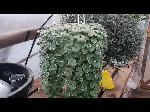 Видео: обзор теплицы 3 декабря