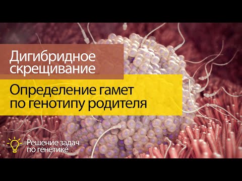 Видео: Дигибридное скрещивание 1:   определение типов гамет по генотипу родителя