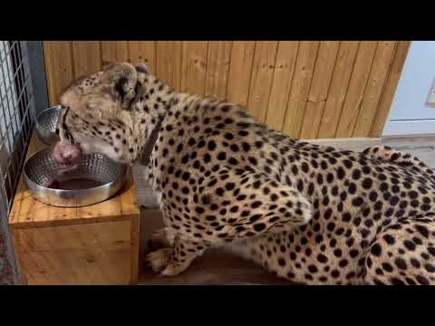 Видео: Как аккуратно умеет кушать гепард! | Хищник которого можно гладить во время еды!