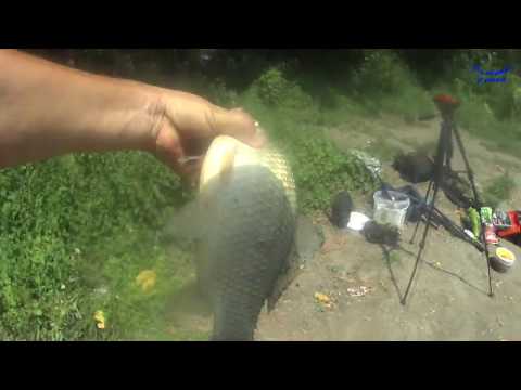 Видео: Дон  Воронежская обл. Лискинский р-он. Нижний Икорец Карась на фидер