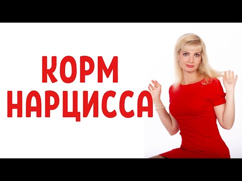 Видео: Нарциссический корм / Виды "корма" для нарцисса