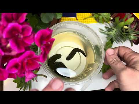 Видео: Пиявки: врачи-вампиры и цветочники. Познавательное видео про пиявок. Удивительные целебные эффекты.