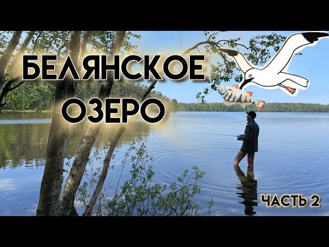 Видео: Белянское озеро: соревнуемся с птицами в добывании окуней | День 2