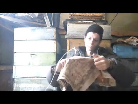Видео: Делаем привой для роев. Быстро, просто и эффективно.