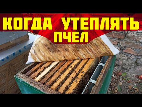 Видео: Когда утеплять пчел на пасеке осенью? Холодная зимовка пчел. Почему много расплода у пчел осенью?
