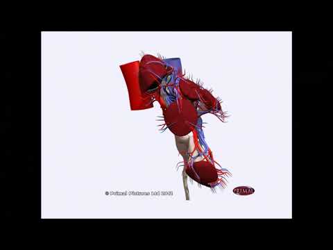 Видео: Лекция по основам перкутанной хирургии почек (г. Москва, декабрь 2014)