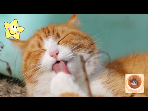 Видео: Эти коты воруют сердечки и тапки ❤️🐾🥿