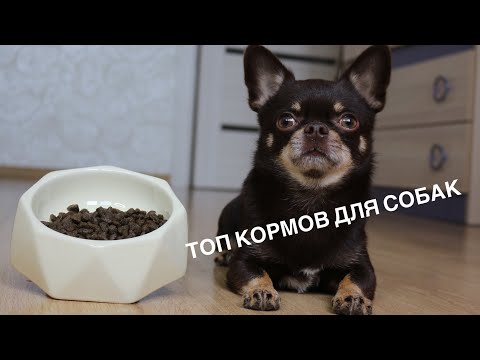 Видео: ТОП 9 КОРМОВ ДЛЯ СОБАК (СУПЕР ПРЕМИУМ - ХОЛИСТИК)