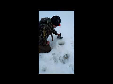 Видео: ЖЕРЛИЦЫ НА ЩУКУ УДОЧКА НА СИГА ( ПЫЖЬЯН ).