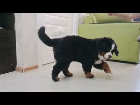 Видео: Щенок бернского зкненнхунда 10 недель