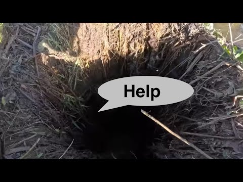 Видео: бобер поставил мне ловушку!!!!! это могло бы плохо кончиться. (ловушка 2025-26) эпизод 3