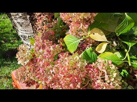 Видео: ТИХАЯ ИСТЕРИКА: ПИВНАЯ БОЛТАВНЯ СЕСТРЮЛИ(12)